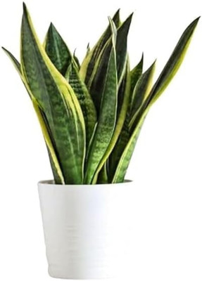 BerryBreeze Snake Plant(Pack of 1)