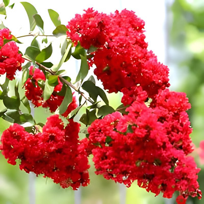 ALOCHUZ Jasmine Plant(Hybrid, Pack of 1)