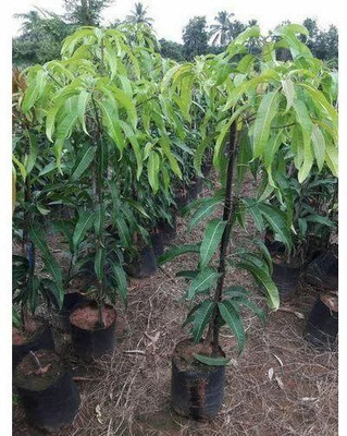 GreenyOn Mango Plant(Hybrid, Pack of 1)