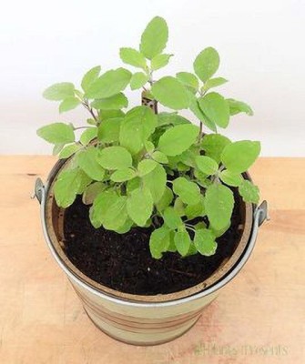 PB honey priya plant Tulsi Plant(Hybrid, Pack of 1)