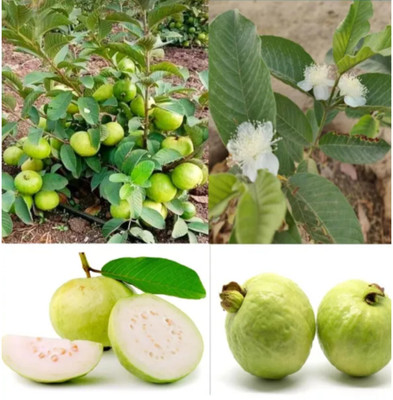 YourPlant Guava Plant(Hybrid, Pack of 1)