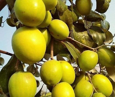 YourPlant Ber Apple Plant(Hybrid, Pack of 1)