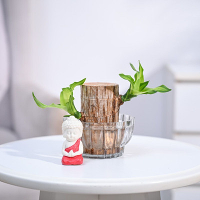 Nurseryfriend Brazilian Wood(Pack of 1)