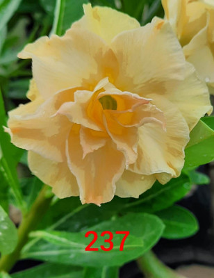 GREEN ISLAND Adenium Plant(Hybrid, Pack of 1)