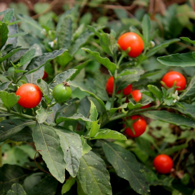 BDSresolve Ashwagandha Seeds For Farming Pack of 25 Seed(25 per packet)