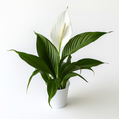 BloomShadow Peace Lily Plant(Hybrid, Pack of 1)