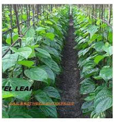 LeafLinkPlants Betel Leaf Plant(Hybrid, Pack of 1)