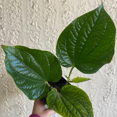 Platone Betel Leaf Plant(Hybrid, Pack of 1)