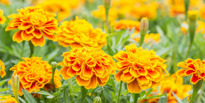 Seedsqlty marigold mixed flower seed, high germination (250 seeds) Seed(250 per packet)