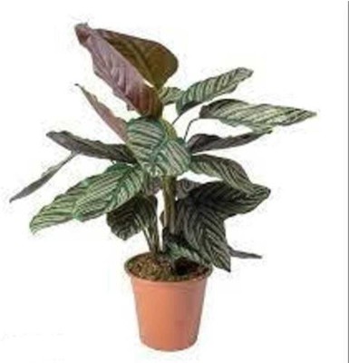 Roy's Fashoin Calathea Medallion(Hybrid, Pack of 1)