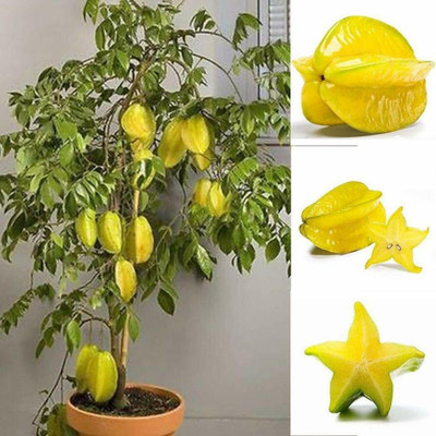 AFARTIOBINA Star Fruit Carambola Grafted Plant(Hybrid, Pack of 1)