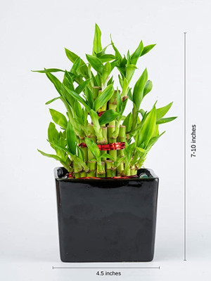 BALA PLANT CREATION Three Layer Bamboo Plant(Hybrid, Pack of 1)