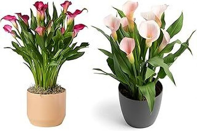 Cloud Farm Peace Lily Plant(Hybrid, Pack of 2)