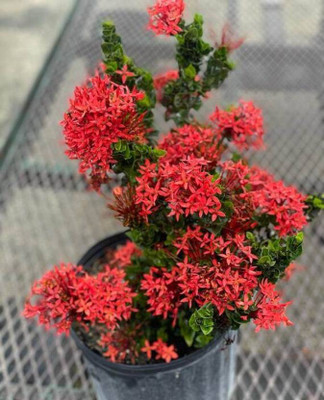 Cloud Farm Trothic Ixora/Chethi Plant(Hybrid, Pack of 1)