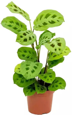 Hug A Plant Calathea Plant(Hybrid, Pack of 1)