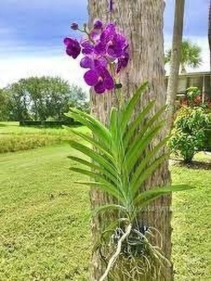 Aquinnah Orchid Plant(Hybrid, Pack of 1)