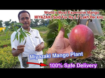 Aquinnah Graden Mango Plant(Hybrid, Pack of 1)