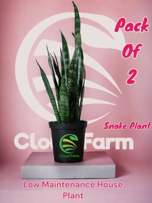Cloud Farm Snake Plant(Hybrid, Pack of 2)