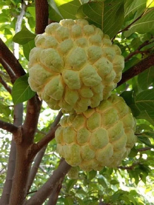 LeafLinkPlants Custard Apple Plant(Hybrid, Pack of 1)
