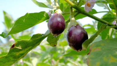 LPR BRINJAL SEEDS Seed(20 per packet)