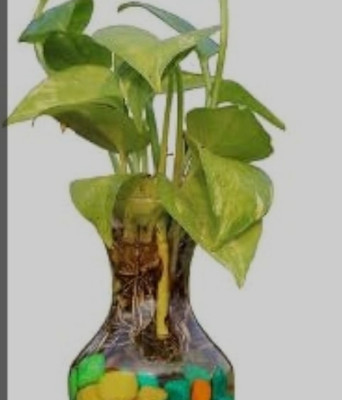 Moneyplant Money Plant(Hybrid, Pack of 1)