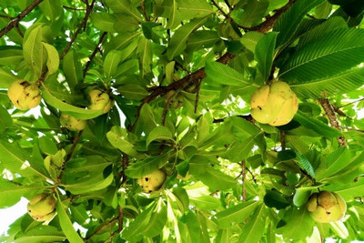 HARIGURU Elephant Apple Plant(Hybrid, Pack of 1)