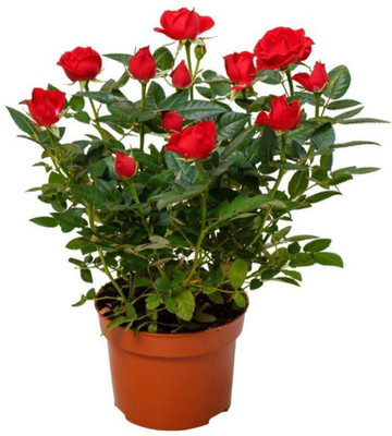 GreenyOn Rose Plant(Hybrid, Pack of 1)