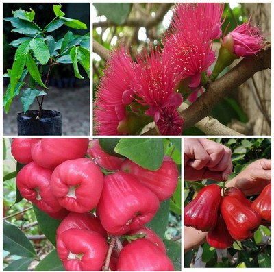 Cloud Farm Wax Apple White Wax Fruit(Pack of 1)