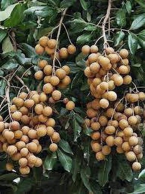 Oxygreenplant Litchi Plant(Hybrid, Pack of 1)