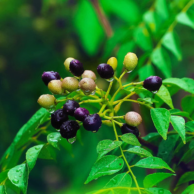 LIFELEX Curry Tree, Curry Leaf, Curry Patta, Kari patta, Sweet neem, Meetha Neem Plant Seed(12 per packet)