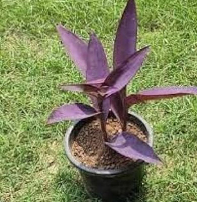 KNursery Ajwain Plant(Hybrid, Pack of 1)