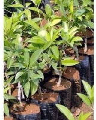 dream shop now Litchi Plant(Hybrid, Pack of 1)