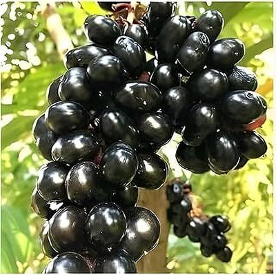 MAITRA AND SONS Jamun Plant(Hybrid, Pack of 1)