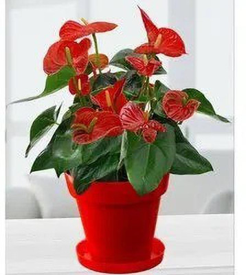 Greenery Nursery Peace Lily Plant(Hybrid, Pack of 1)