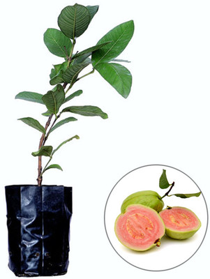 Vaishnavi enterprise Guava Plant(Hybrid, Pack of 1)