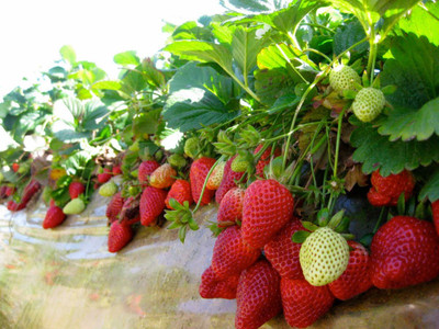 BREEZY BLOOMS Strawberry Plant(Hybrid, Pack of 1)