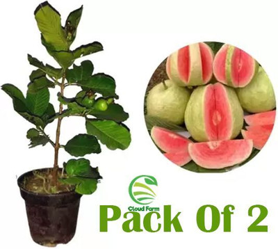 Aadinathan Guava Plant(Hybrid, Pack of 2)