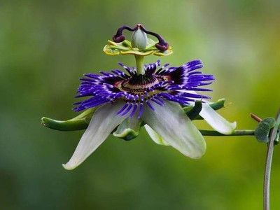 KrishnaNursery Peace Lily Plant(Hybrid, Pack of 1)