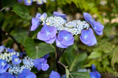 Plant Paradise Hydrangea Plant(Hybrid, Pack of 1)