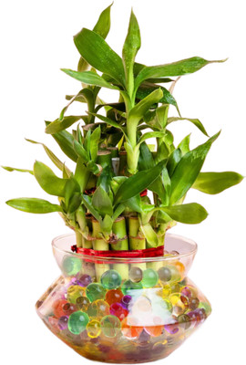 Botanicartsy Lucky Bamboo Plant(Hybrid, Pack of 1)