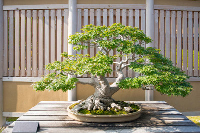KPBHANDER Ficus Bonsai(Hybrid, Pack of 1)