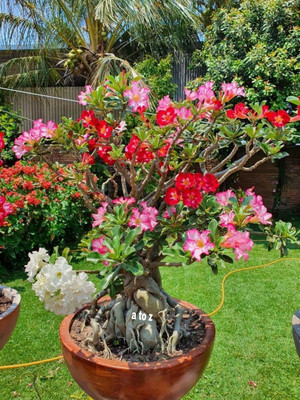 AMBRUZZ Adenium Plant(Hybrid, Pack of 1)