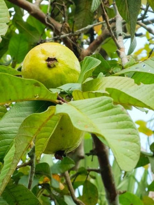 BEWPOLENA Guava Plant(Hybrid, Pack of 1)