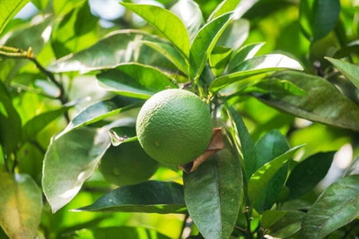 ibains Lemon Plant(Hybrid, Pack of 1)