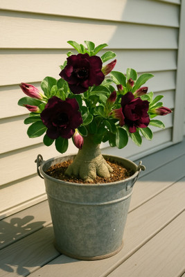 BloomShadow Adenium Plant(Hybrid, Pack of 2)