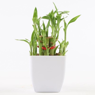 GREENLEAFS Lucky Bamboo Straight Stick(Pack of 1)