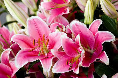 KPL LILY PLANT Lily Plant(Hybrid, Pack of 1)