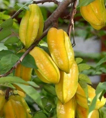 Oxygreenplant Carmona Plant(Hybrid, Pack of 1)