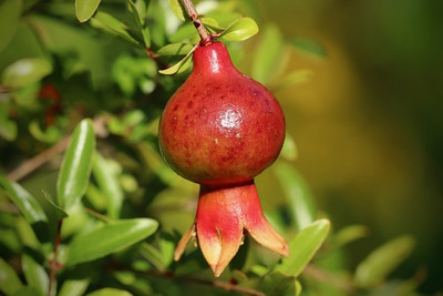 ARYAN EVERGREEN Pomegranate Plant(Hybrid, Pack of 1)