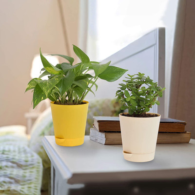 Cloud Farm Money Plant(Hybrid, Pack of 2)